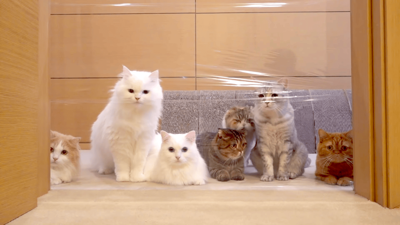 An Adorable Family of Cats Are Completely Bewildered by an