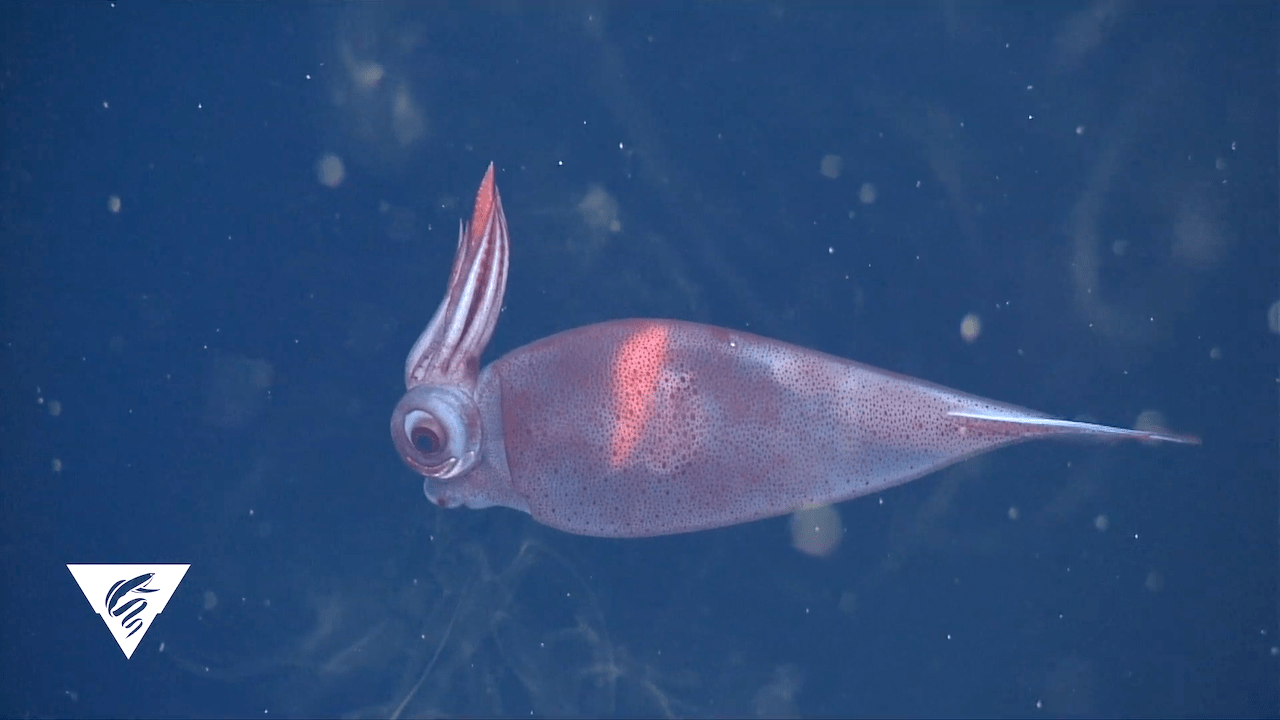 Fascinating Footage of a Glass Squid Changing Color