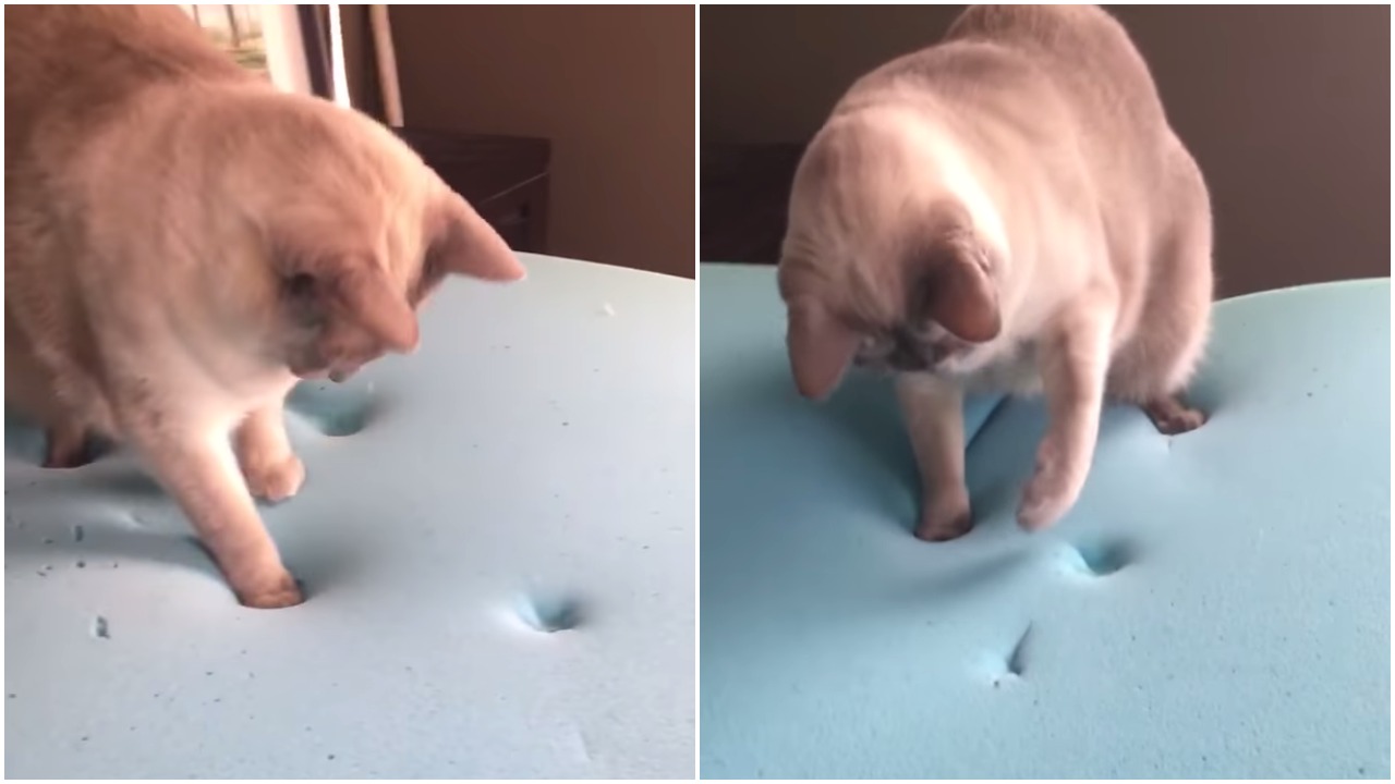 Cat Is Fascinated With His Footprints in Memory Foam