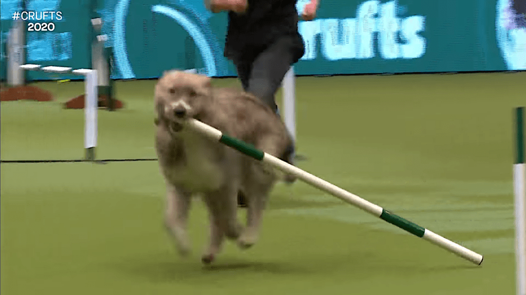 Kratu the Rambunctious Rescue Dog Hilariously Runs Amok During Agility