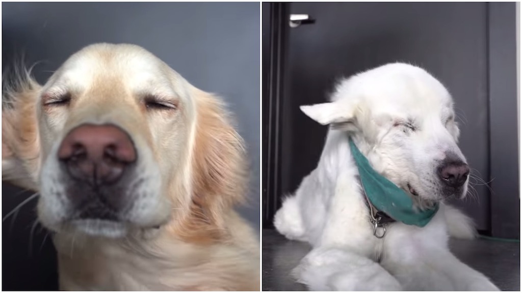 Are Fans Bad For Dogs