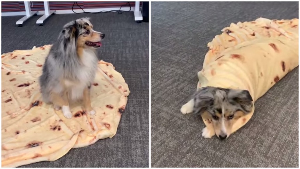 Dog Rolls Up Like a Burrito Using a Tortilla Blanket
