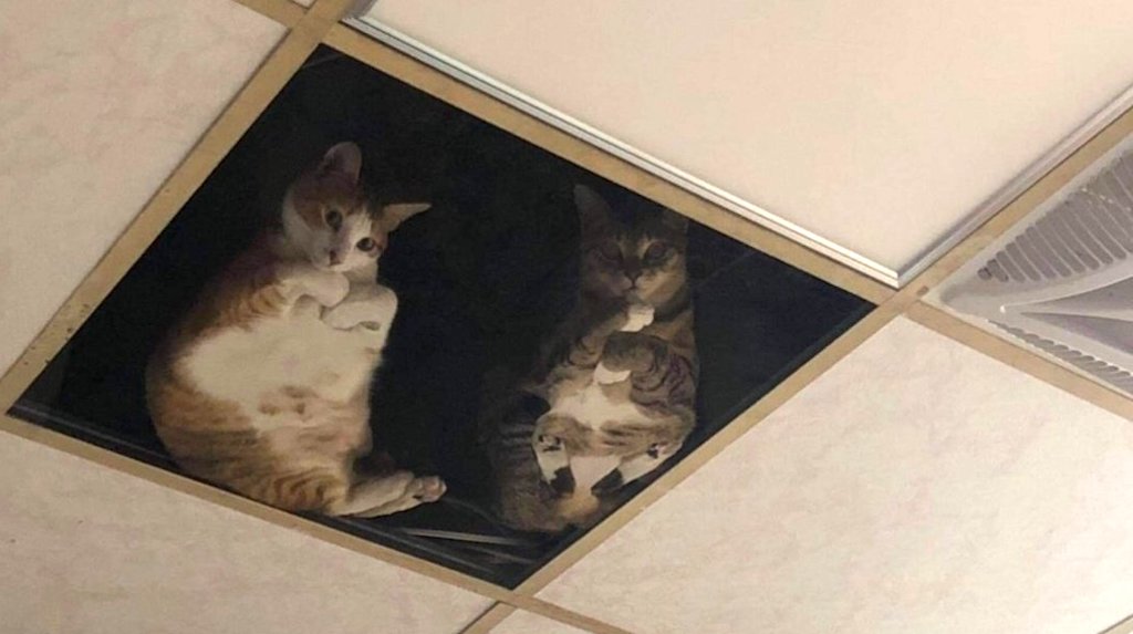 Japanese Store Installs Glass Panels In Ceiling For Resident Cats to