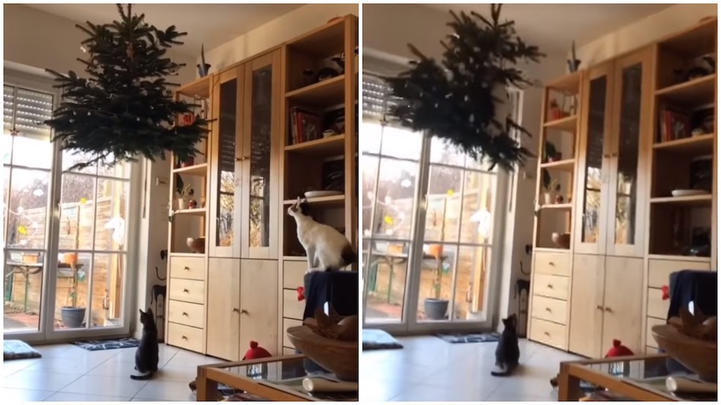Determined Cat Leaps Onto a Christmas Tree That Was Hung From the