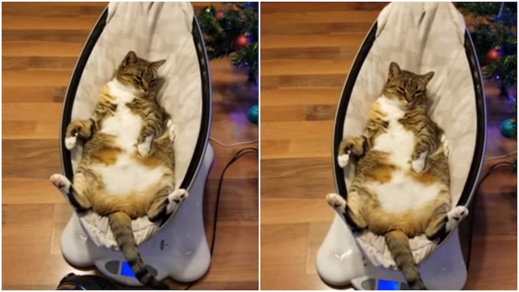 Drowsy Cat Flaunts a Big White Furry Belly While Rocking Back and Forth