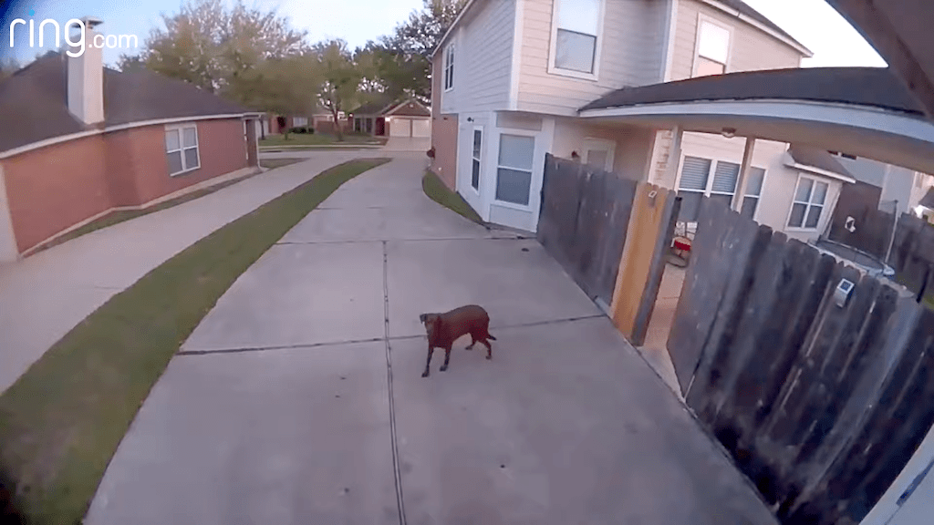 Man Tells His Escaped Dog to Get Back in the House Using the
