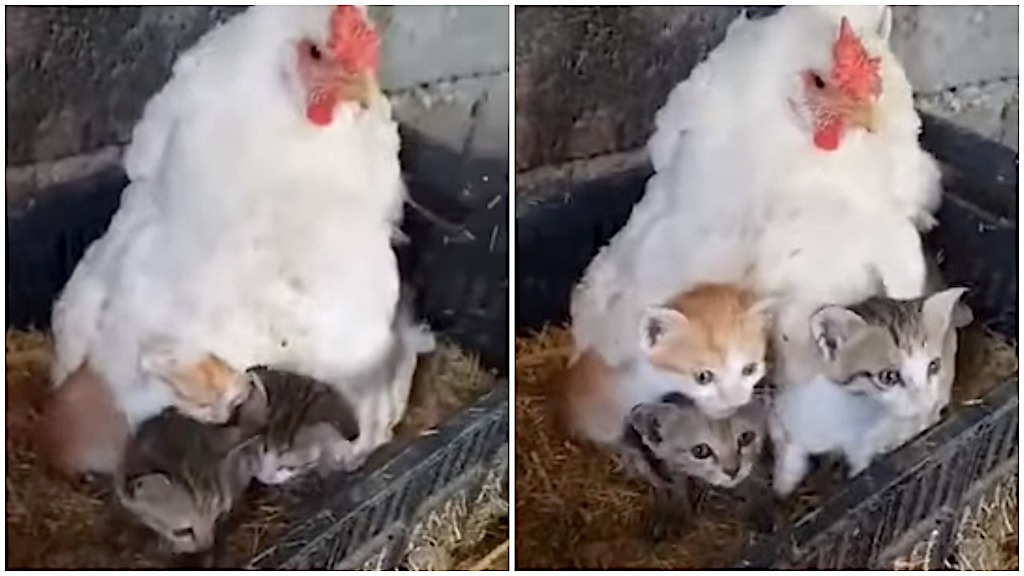 Protective Mother Hen Keeps a Litter of Three Kittens Safe From the Elements Under Her Warm Feathers