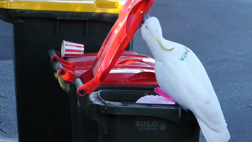 Clever Cockatoos in Sydney Learn How to Open Garbage Cans by Copying