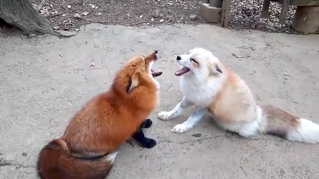 A Pair Of Foxes Strike A Dissonant Harmony While Yelling Loudly At Each Other