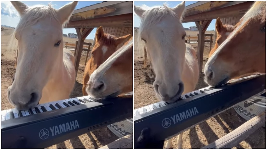 Horse And Grand Piano
