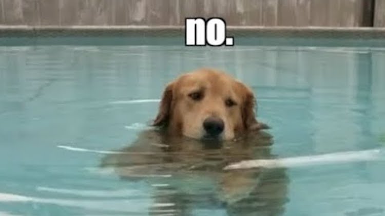 Stubborn Dog Refuses to Get Out of the Pool