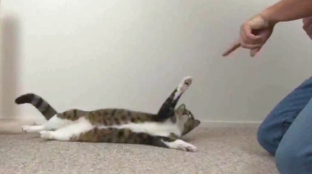 How to Teach Your Cat to Roll Over Like a Dog