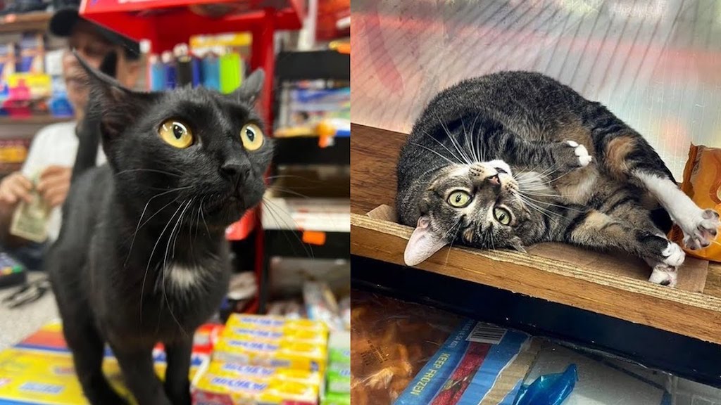 How Some Bodega Cats Lack Proper Veterinary Care