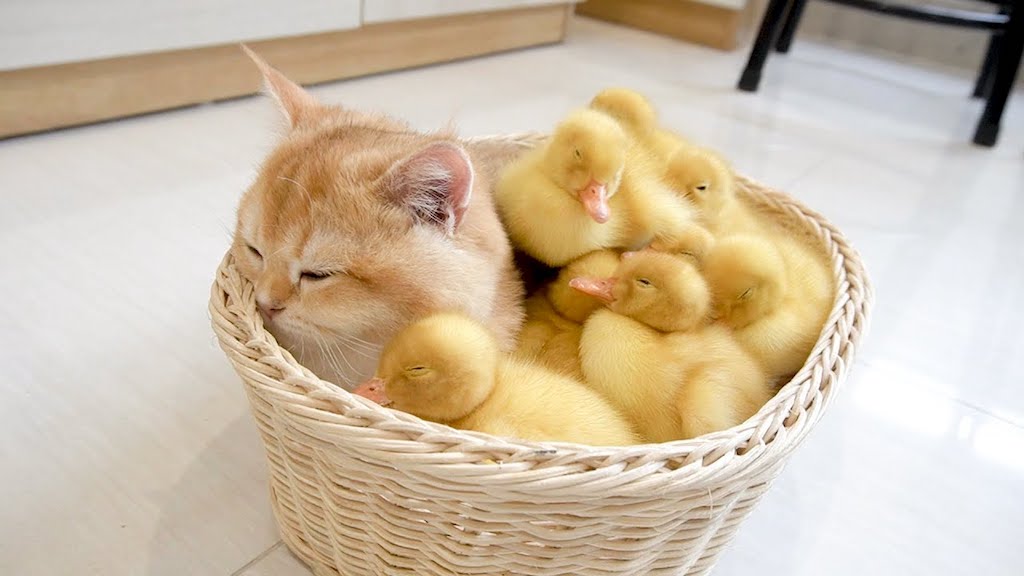Baby Ducklings And Kittens