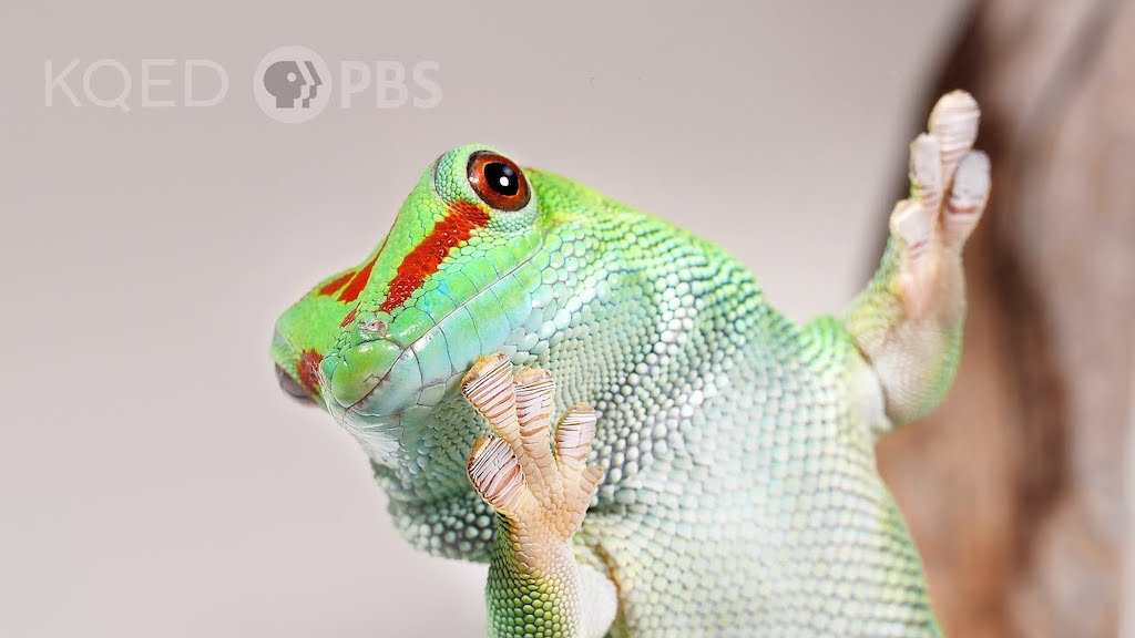 How Geckos Use Molecular Physics to Climb Walls
