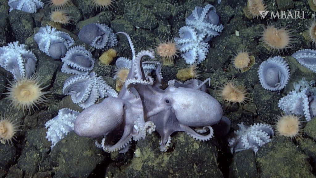 Why Thousands of Brooding Pearl Octopuses Migrate to Thermal Spring