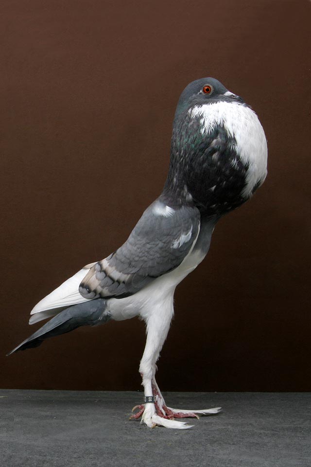 Grand National Pigeon Champions