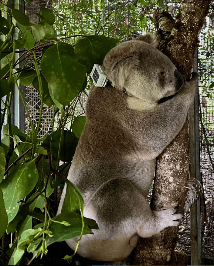 New Animal Tracking Bundle for GSatSolar Series GSatSolar Solar