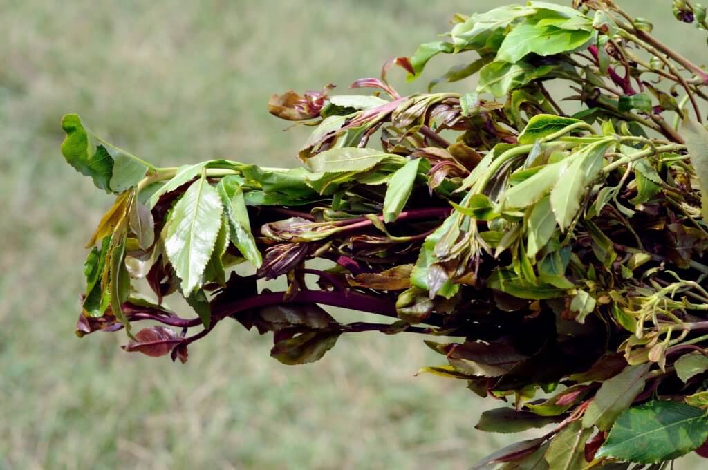 What is Khat and is it Addictive? Launch Centers