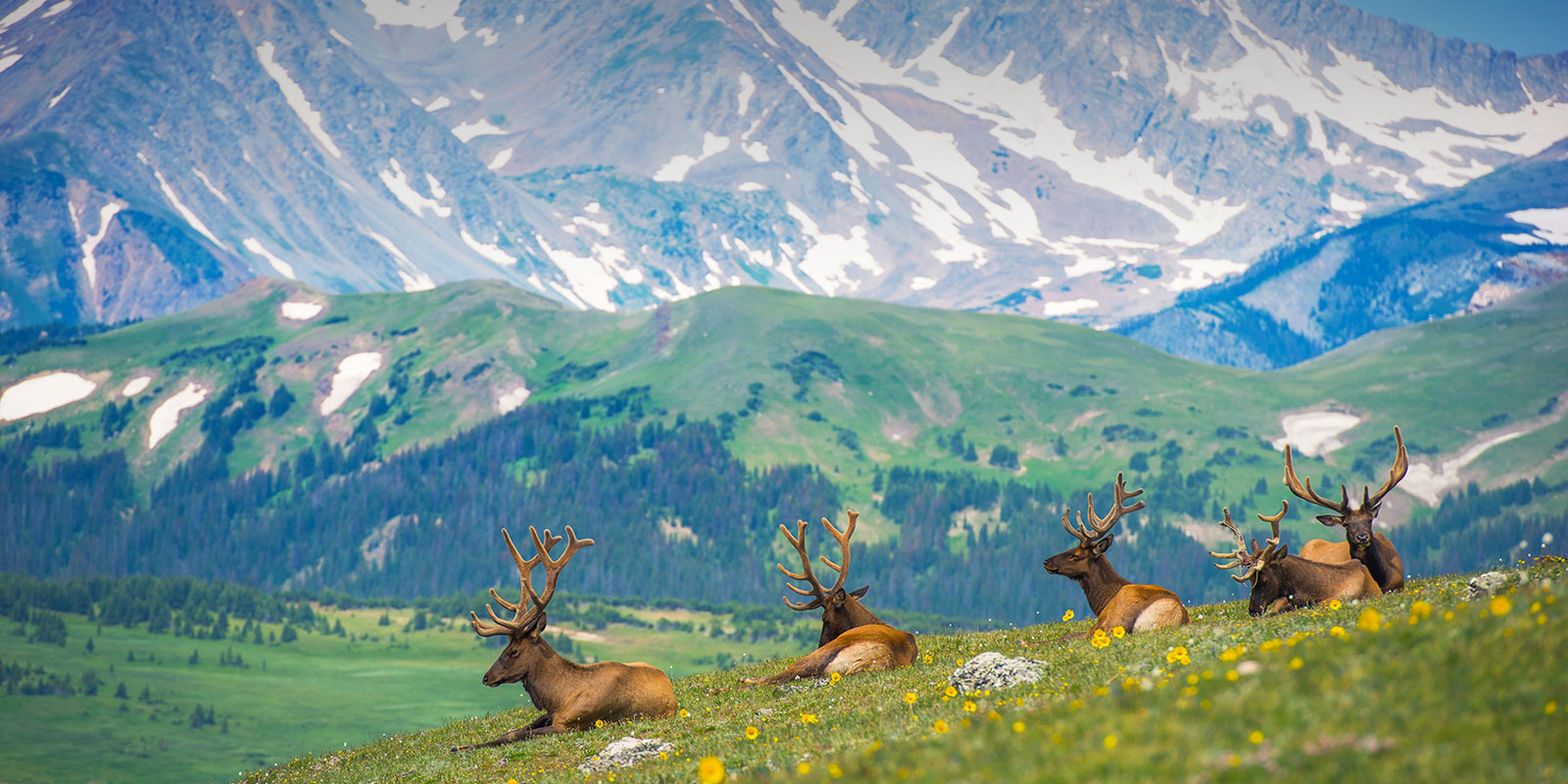 Elk Meadow Properties Evergreen Co / Elk Meadow Park A full life