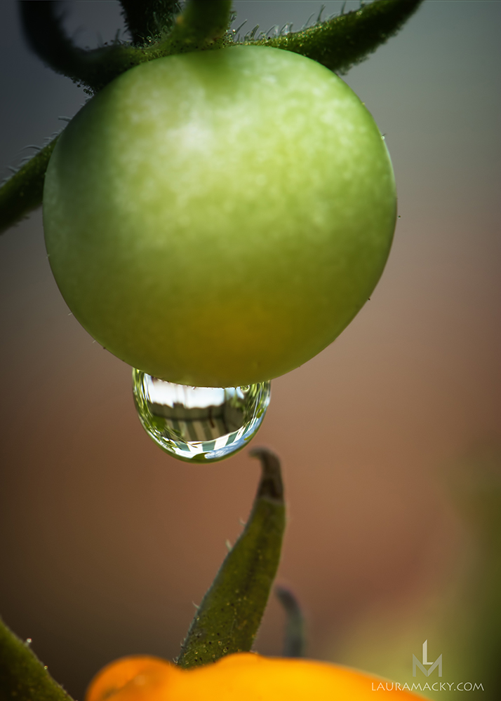 Tomato Drip Laura Macky Photography