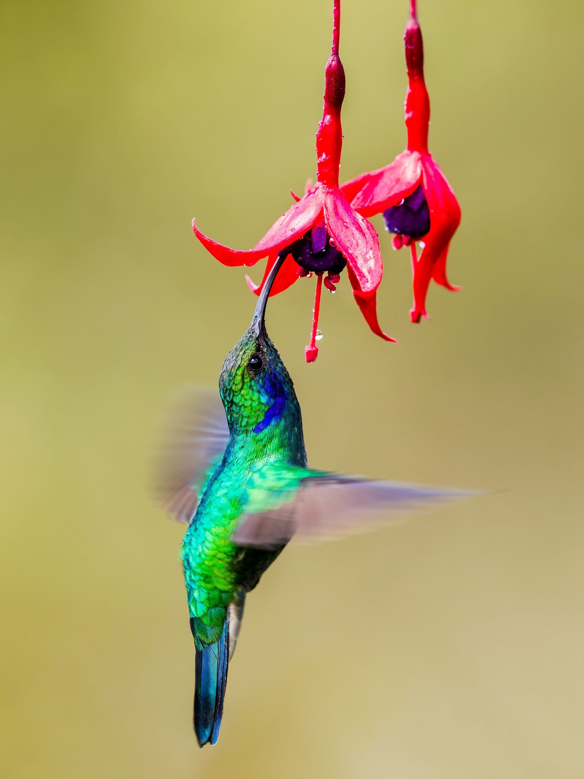 Happy National Hummingbird Day! 2023 National Hummingbird Day | Laura Perdew