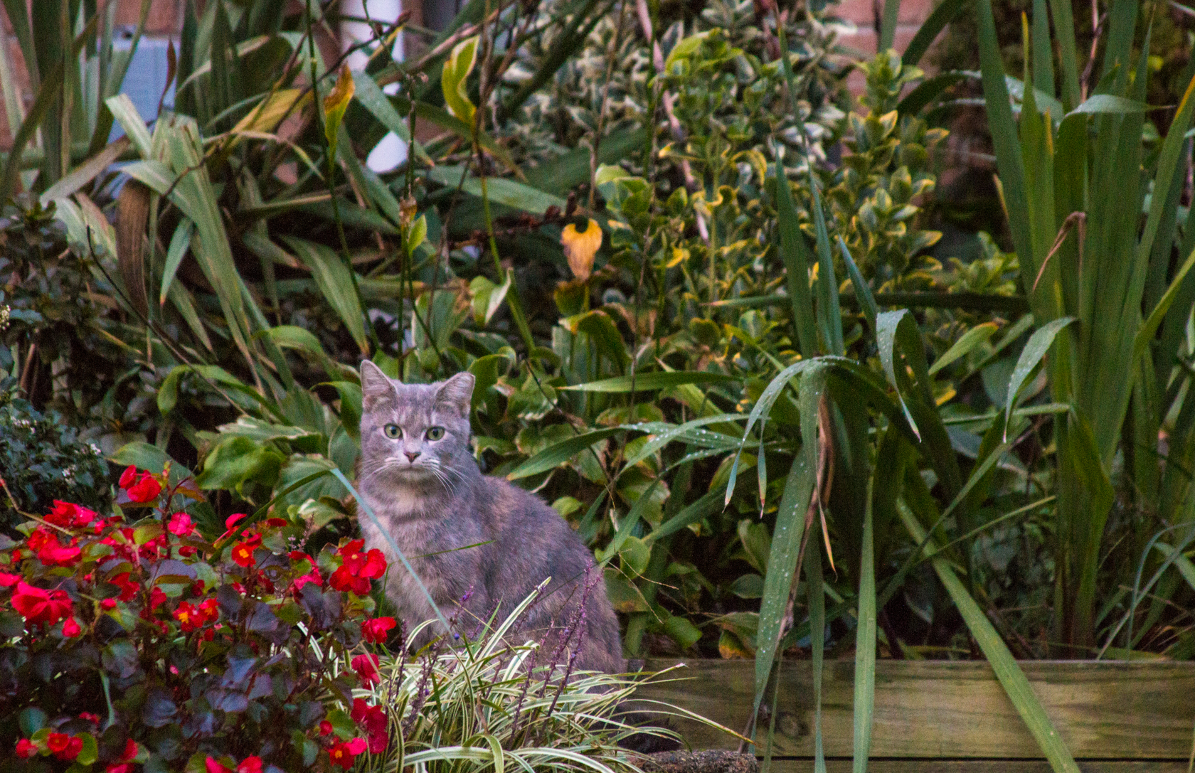 Laurel Cats Finding Community Solutions for Community Cats