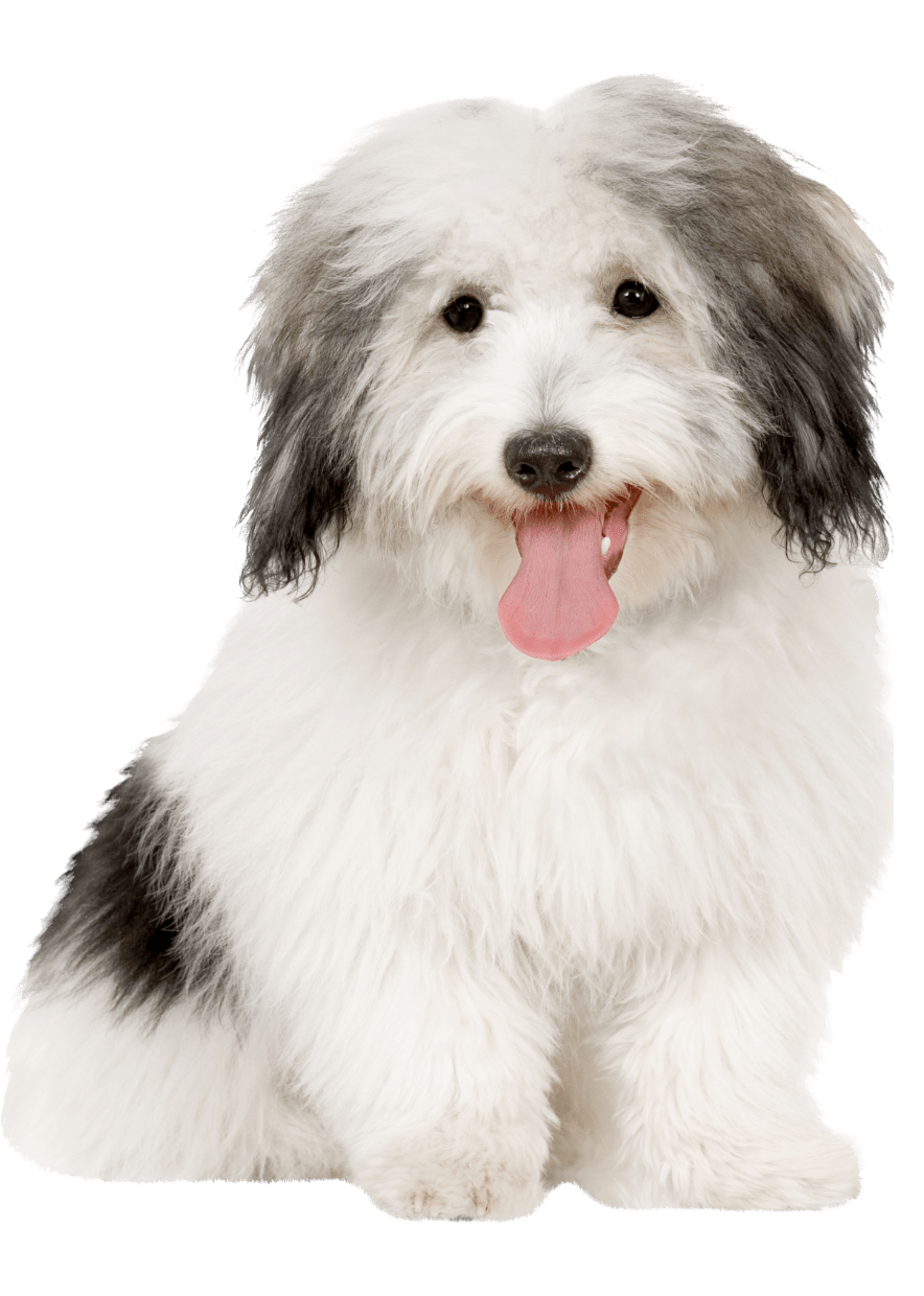 Best Vet Hospital In West Hollywood Laurel Pet Hospital