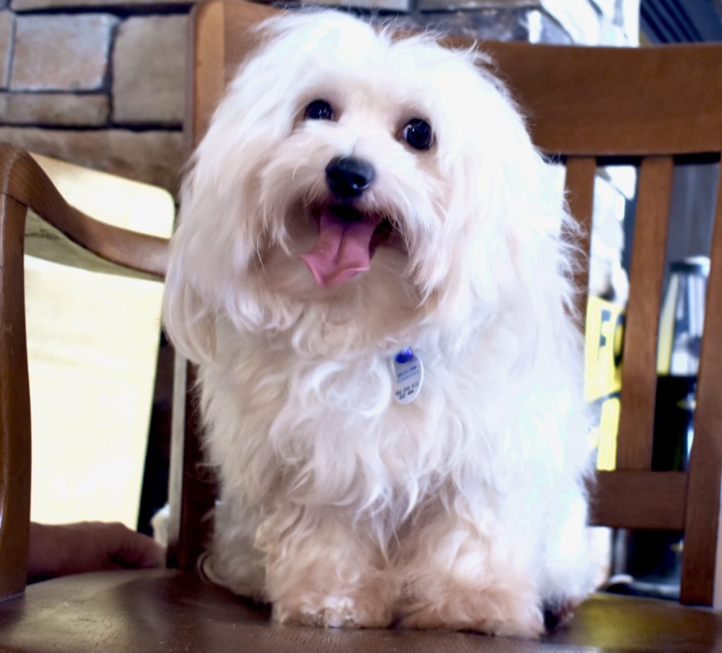 Hypoallergenic & Non Shedding Puppies for Sale Near Me
