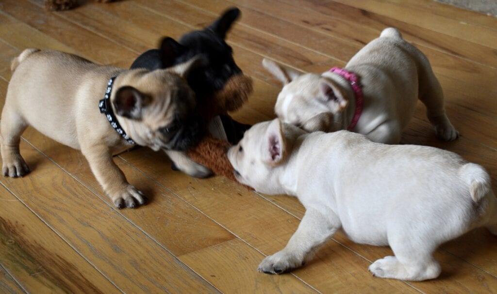 French Bulldog Frenchie Puppies for Sale in IL DreamCatcher Hill