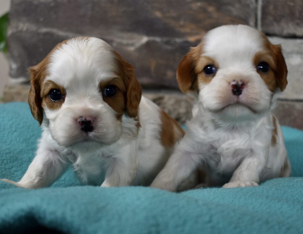 AKC Cavalier King Charles Puppies For Sale in IL DreamCatcher Hill