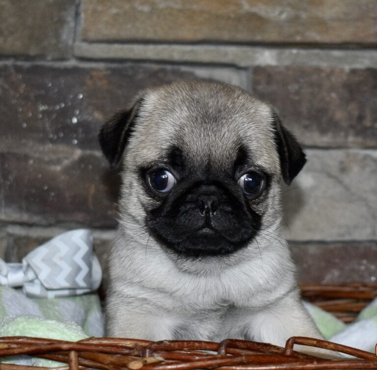 AKC Pug Puppies for Sale in Illinois DreamCatcher Hill Puppies and Rescue