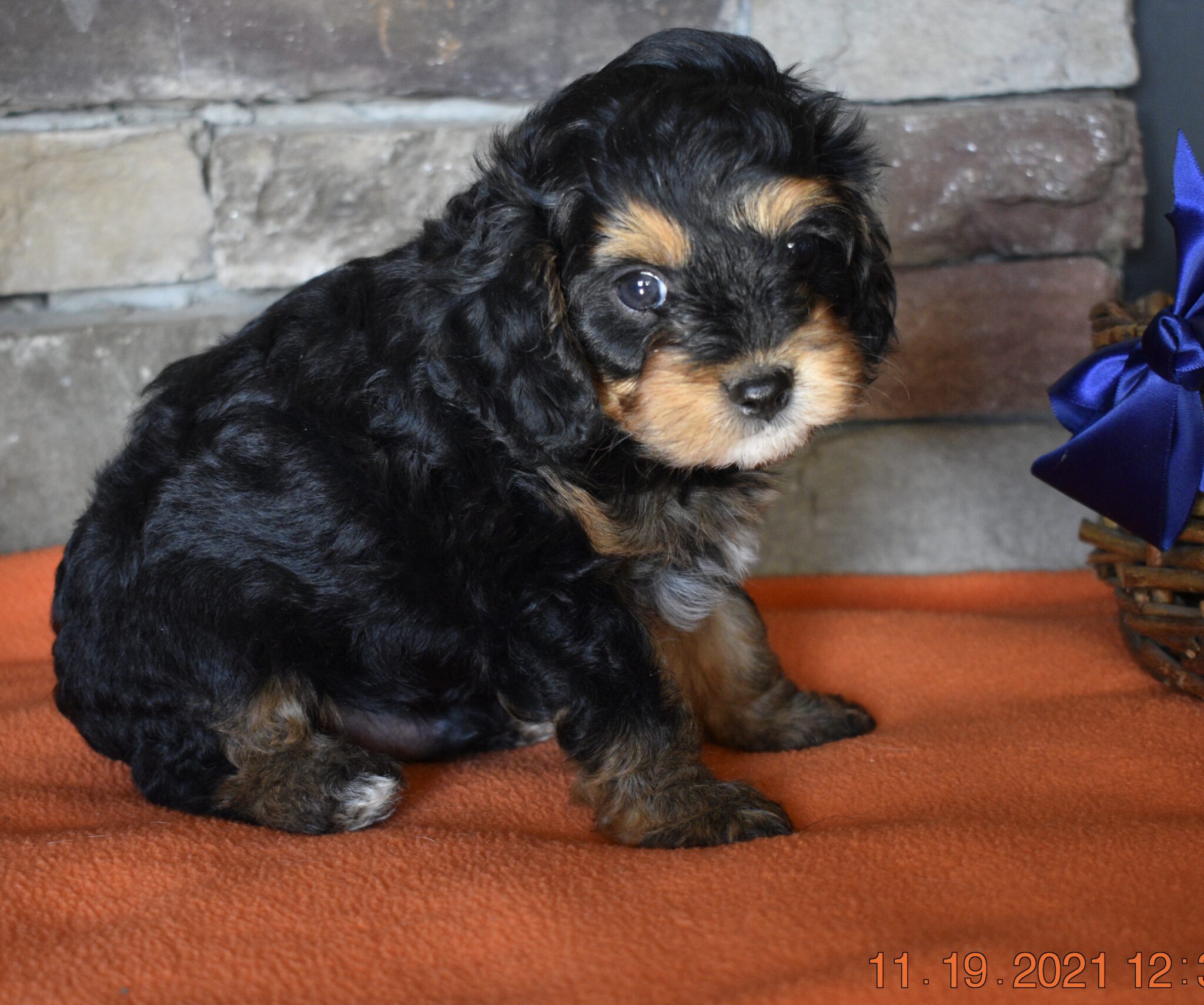 Cavapoo & Cavoodle Puppies for Sale in IL DreamCatcher Hill Puppies