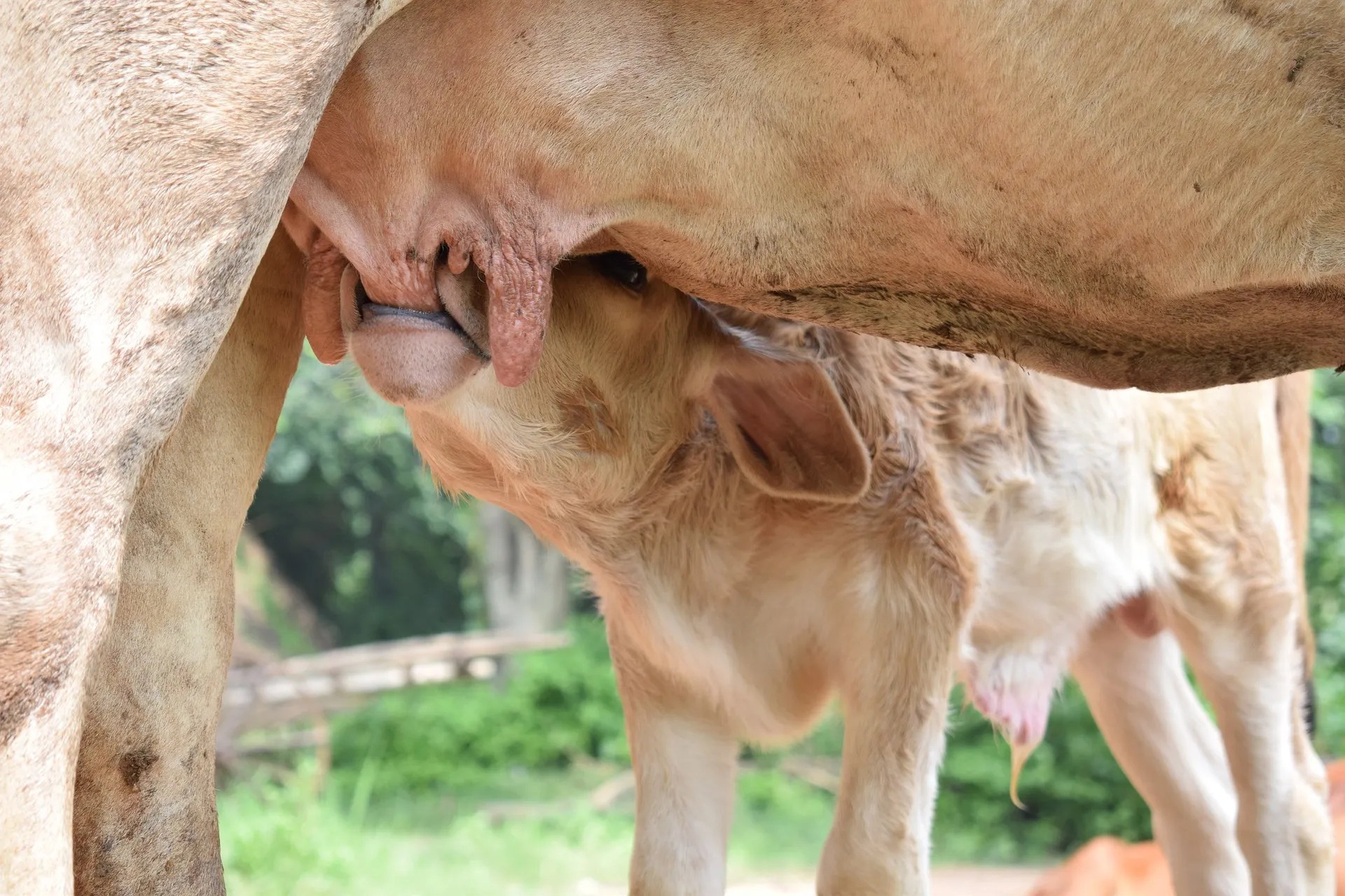 You Didn't Push A Cow Through Your Lady Parts Why Babies Don't Need