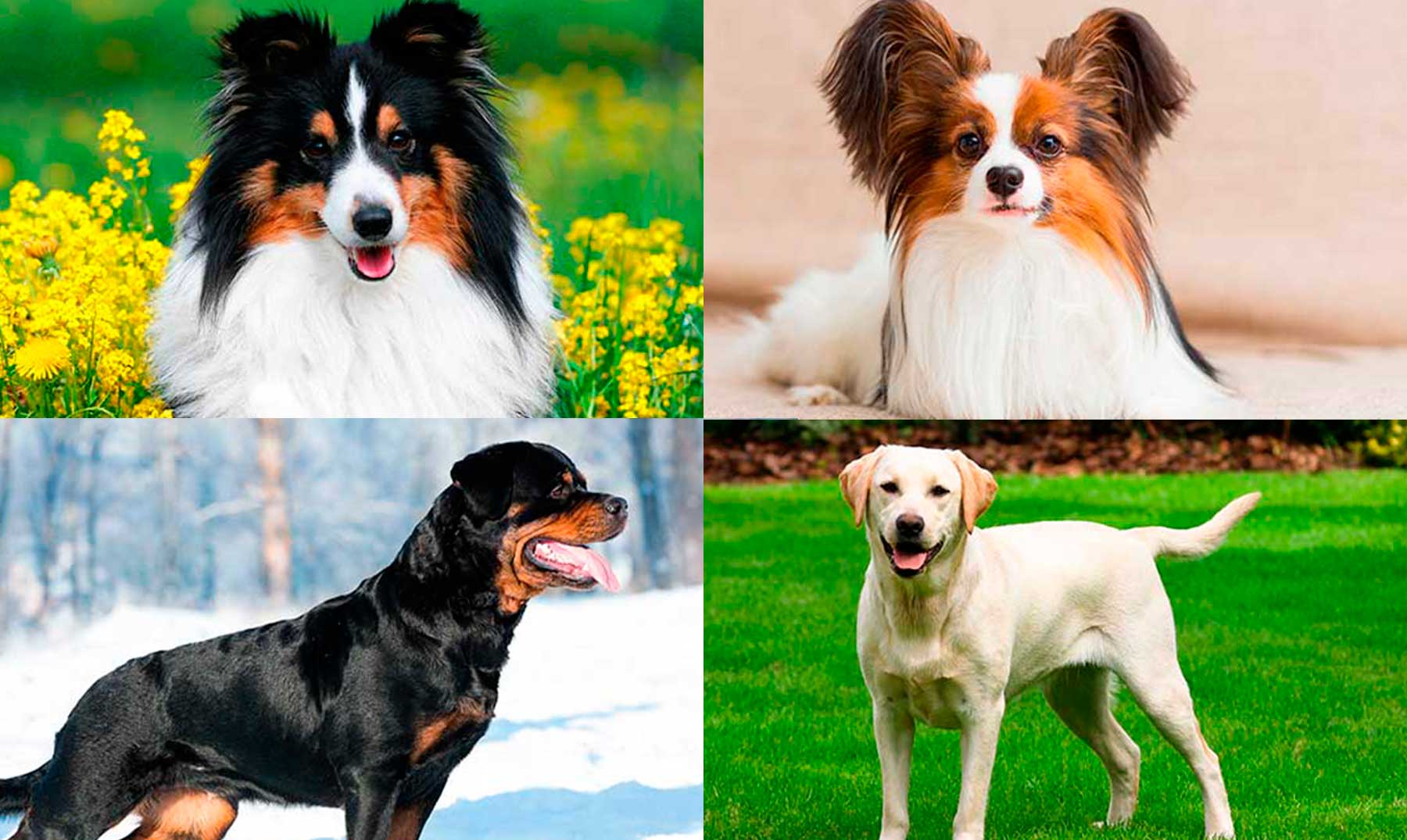 Â¿Cual es la raza de perro mÃ¡s inteligente del mundo? La Verdad