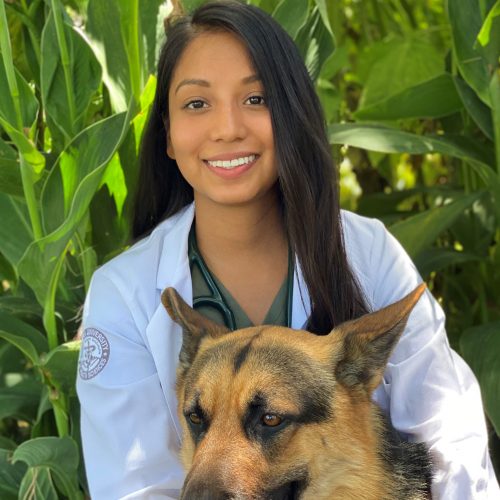 About Los Angeles Veterinary Center