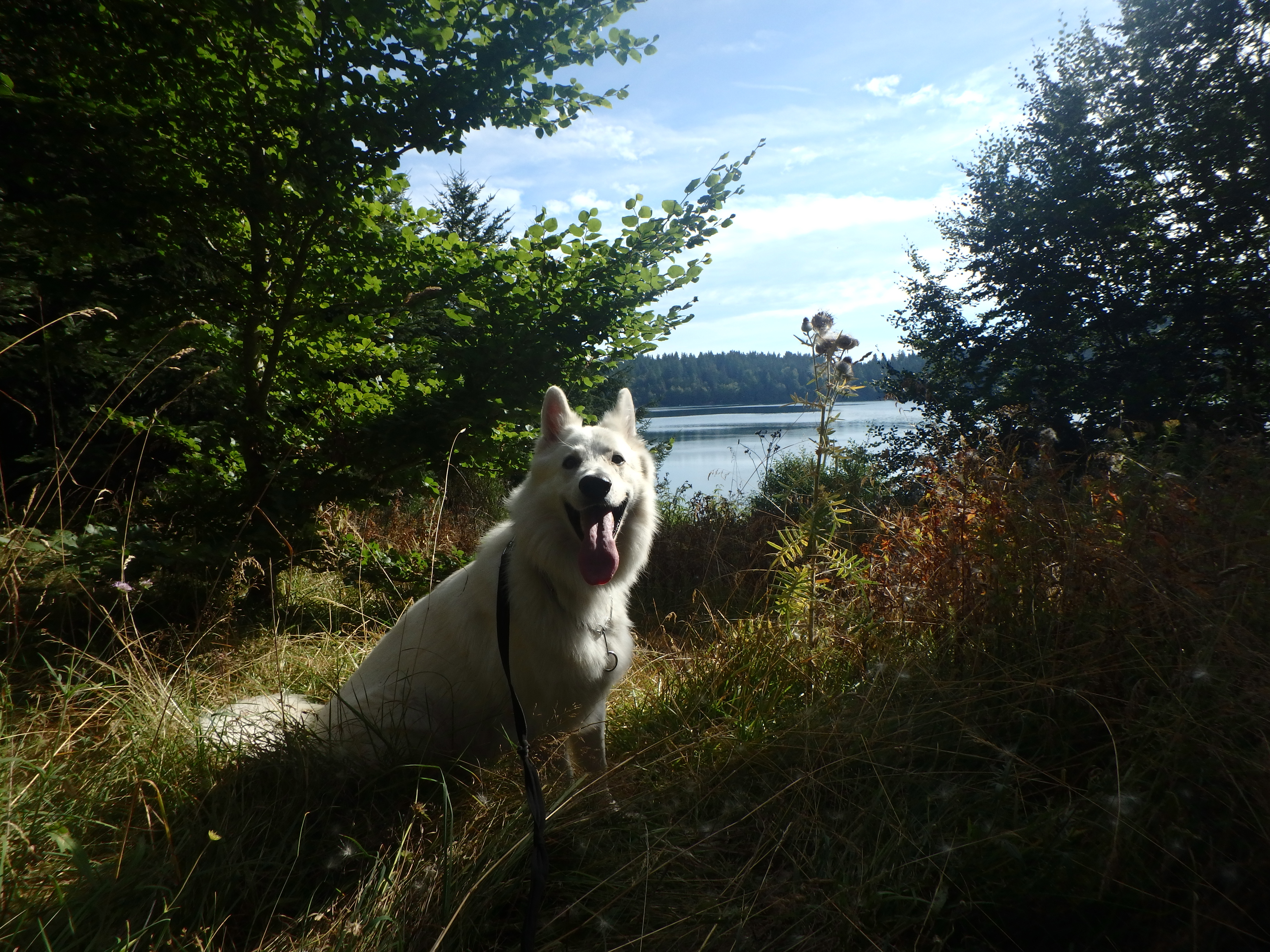 4 Septembre 2016 Randonnée au Lac du Bouchet Le sentier de Garou