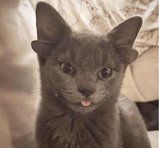 Lucas est un petit chat qui est né avec quatre oreilles