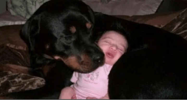Un chien rottweiler a sauvé un nouveauné,qui était