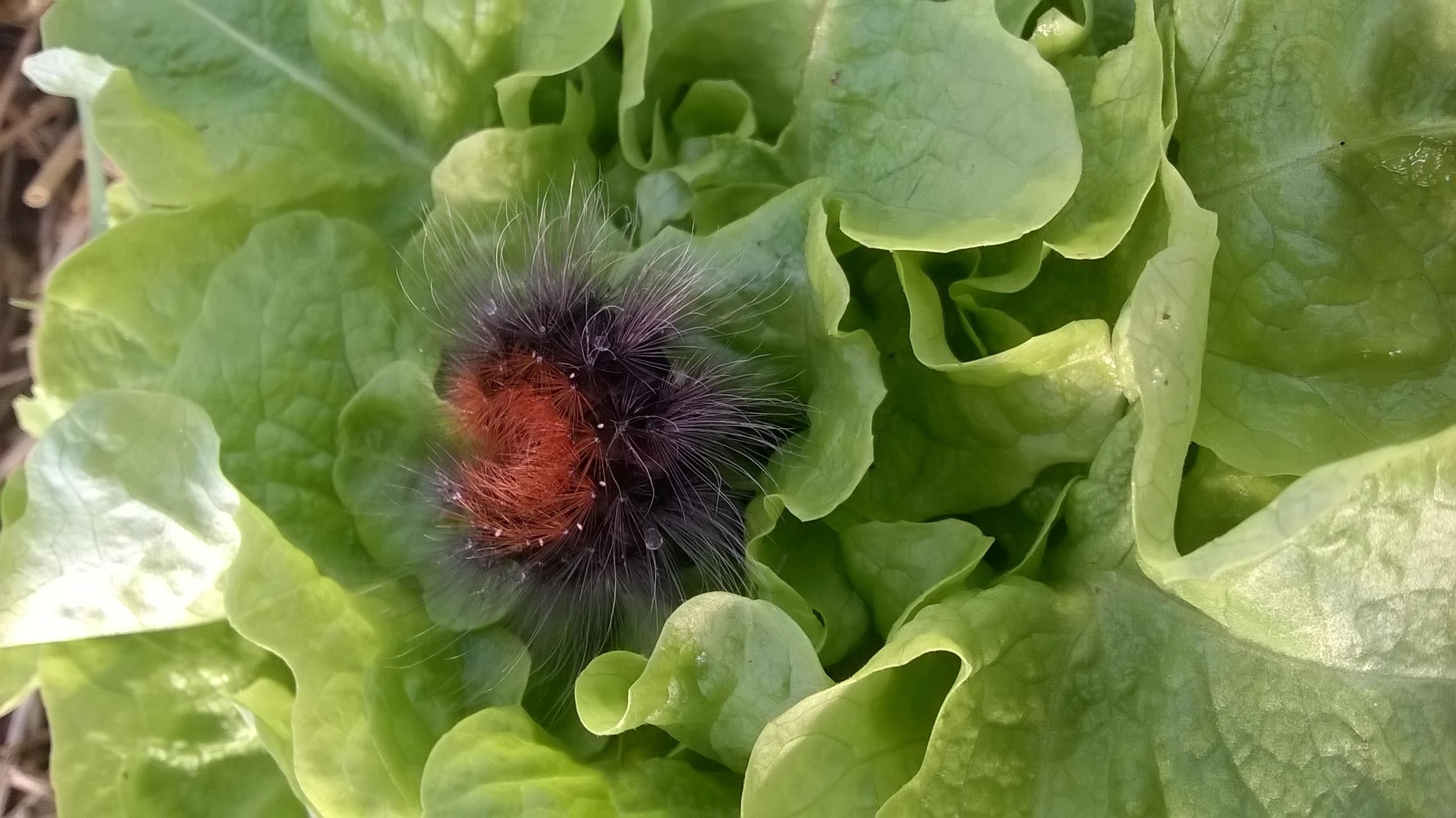 C’est la chenille qui redémarre la virevolte