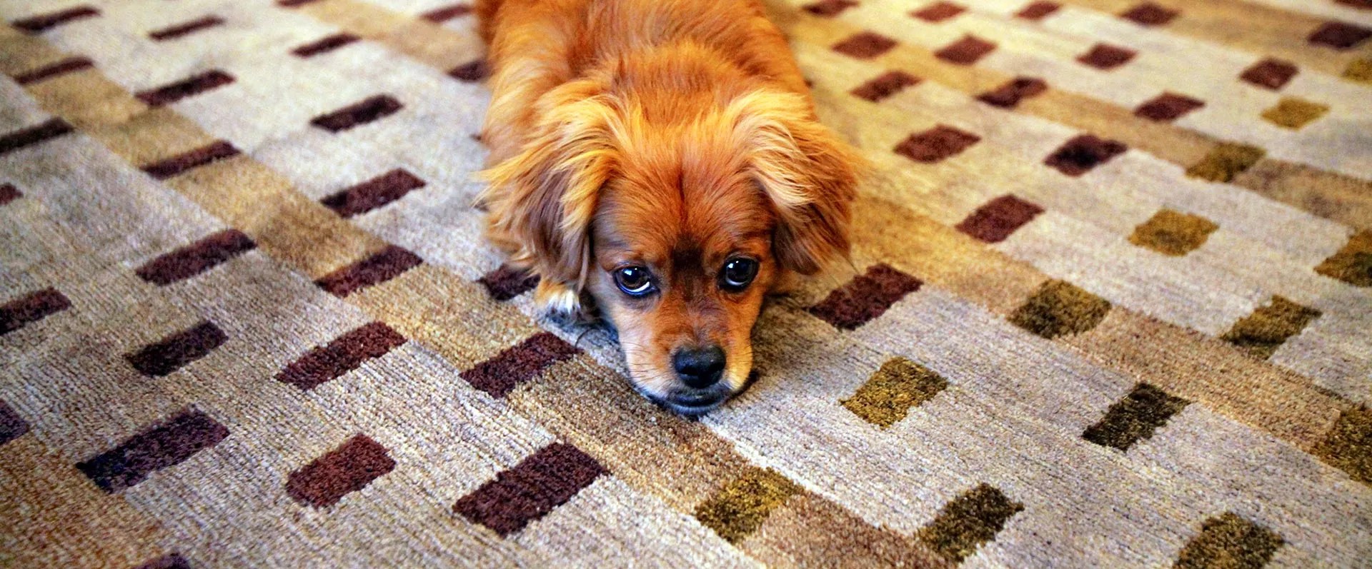 LAVTY Cleaning Services Charlotte Carpet, Hardwood, Upholstery, Area