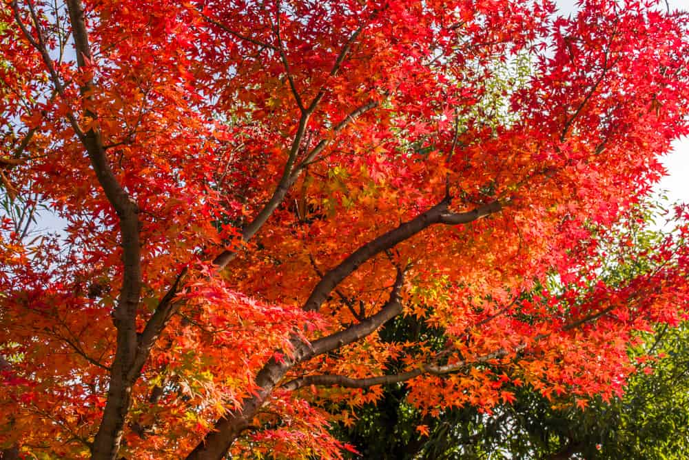 Japanese Maple Tree Care