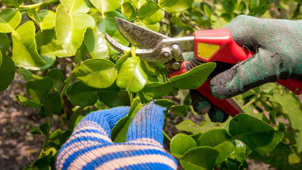 Curling Citrus Leaves How To Fix Leaf Curl