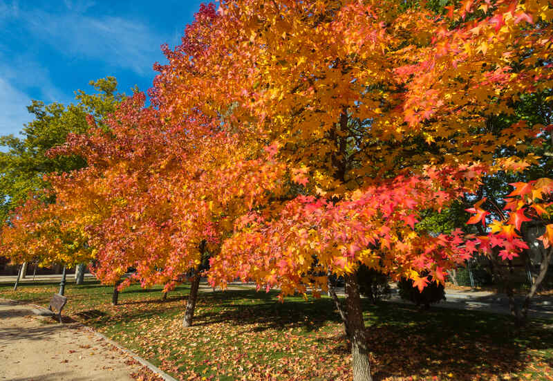 The Best Autumn Trees In Australia
