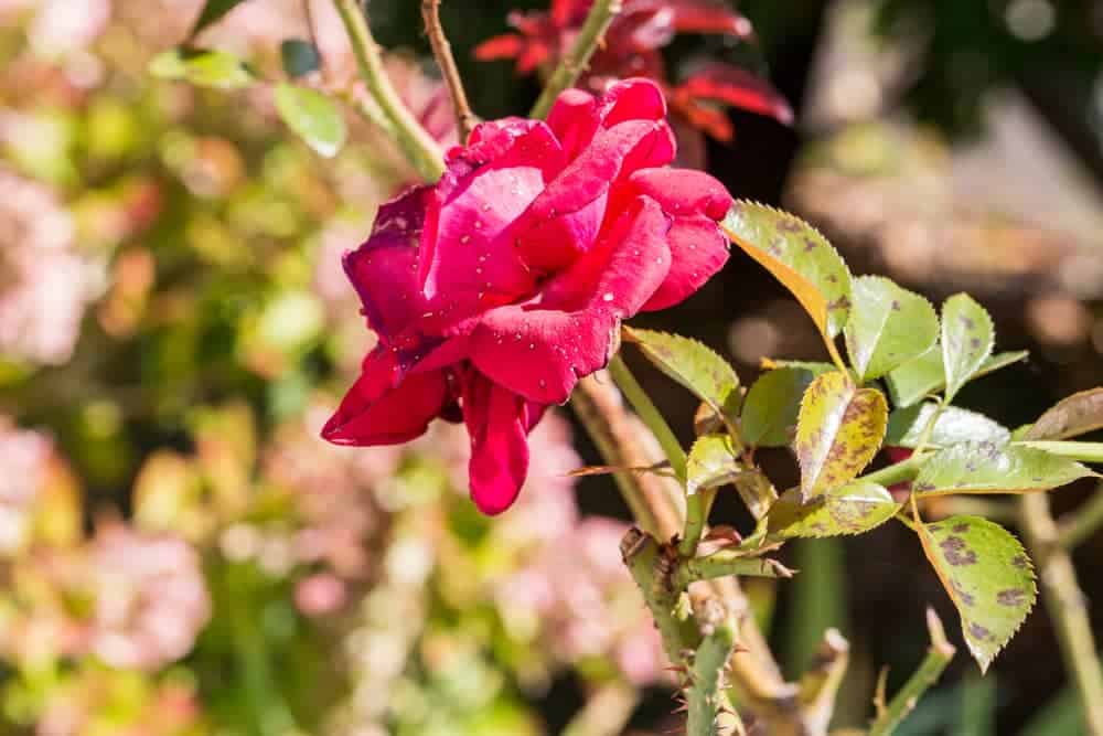 Rose Problems And Solutions In Australia