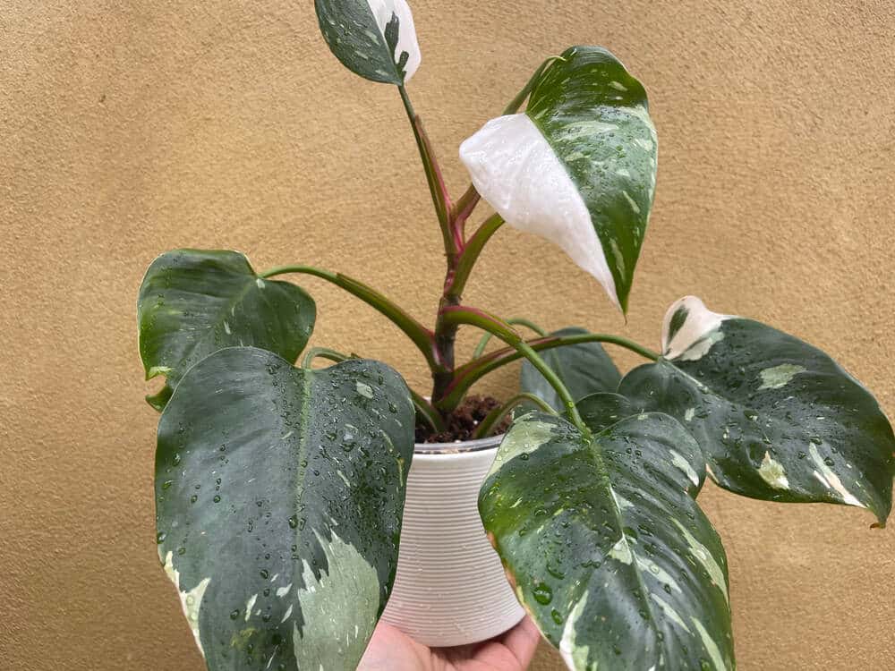 Philodendron White Princess Large!! campestre.al.gov.br