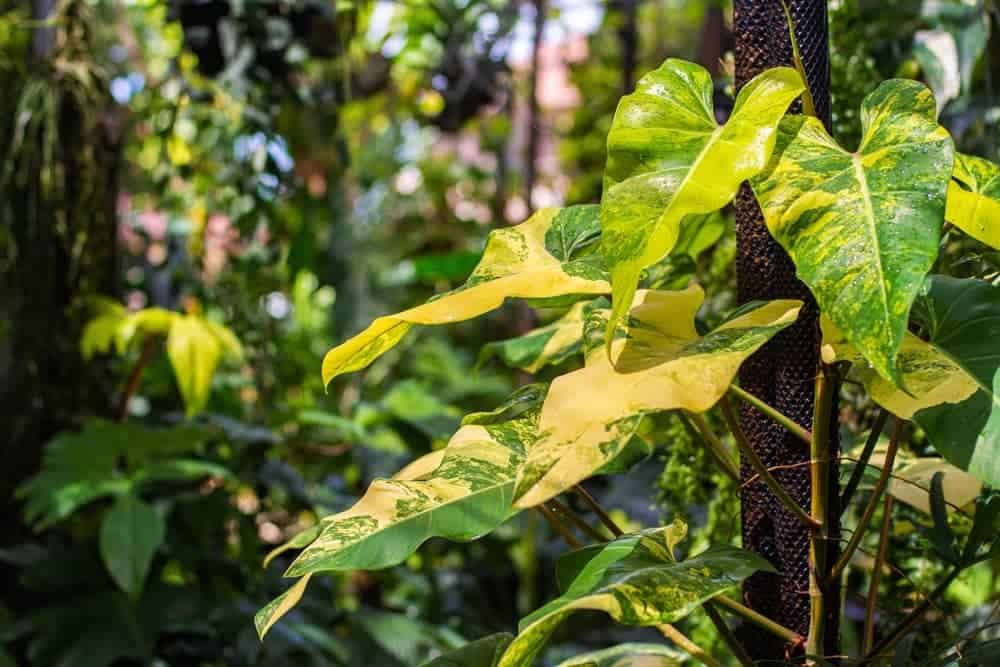 A Complete Guide To Syngonium Varieties