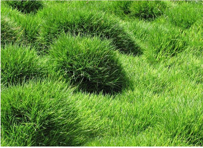 Best Grass for Shade in Alabama Lawn Affection