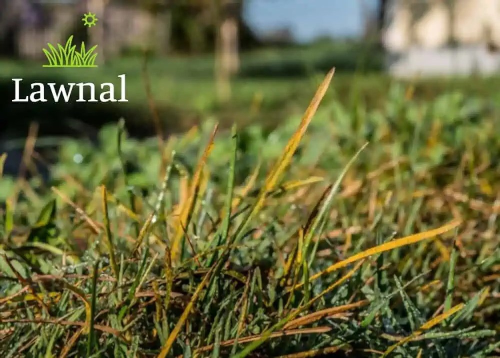 Is Rust Fungus on Grass Dangerous to Dogs? Lawnal