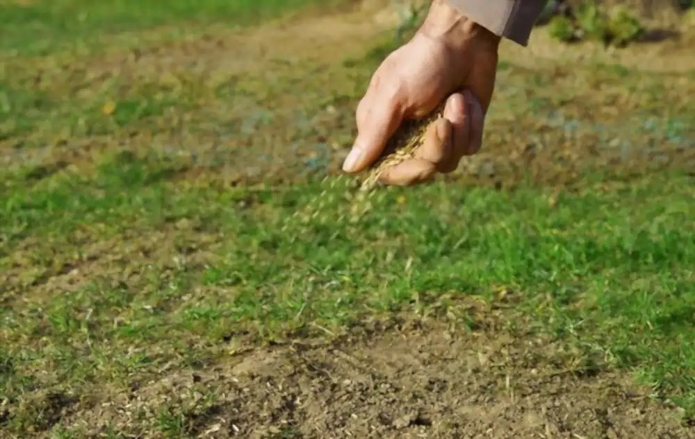 The Best Time to Plant Grass Seed in Virginia & Practical Tips Lawnal